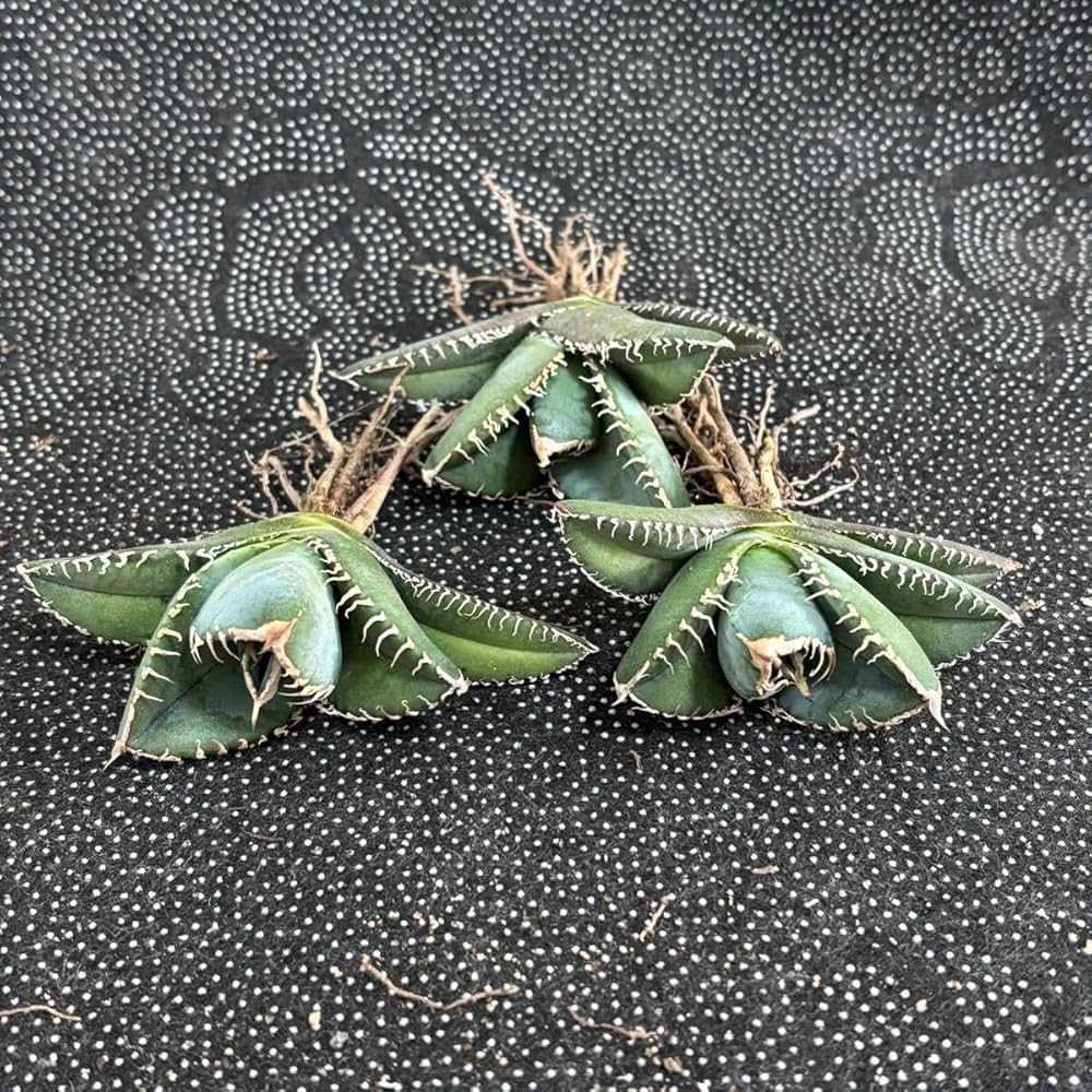 多肉植物 アガベ チタノタ ハデス 小株 3株同梱 発根済 Amazon.co.jp: 多肉植物 アガベ チタノタ 悪魔くん 小株 3株同梱